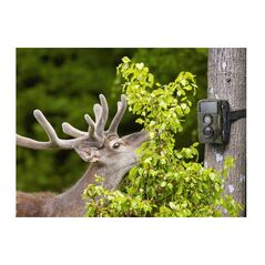 Mini Κάμερα Παρακολούθησης Άγριων Ζώων για Κυνηγούς Nature Wild Cam Technaxx TX-160 -  Ελεύθερος Χρόνος
