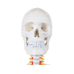 Ανθρώπινος Σκελετός Ανατομίας - Διδακτικό Πρόπλασμα με Βάση Στήριξης 178 x 37.5 x 20 cm Hoppline HOP1001167 -  Ιατρικά Αναλώσιμα