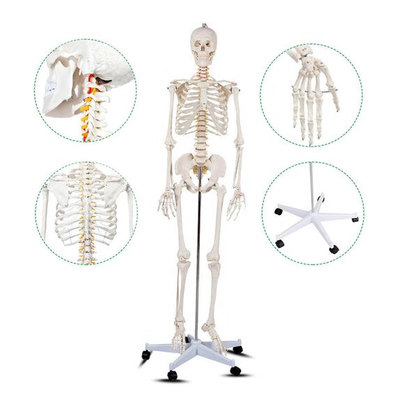 Ανθρώπινος Σκελετός Ανατομίας - Διδακτικό Πρόπλασμα με Βάση Στήριξης 178 x 37.5 x 20 cm Hoppline HOP1001167 -  Ιατρικά Αναλώσιμα